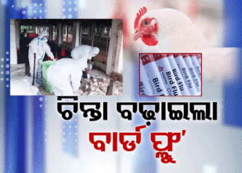 ବାର୍ଡଫ୍ଲୁ : କିଛି ଦିନ ଚିକେନ୍ ନଖାଇବାକୁ ପରାମର୍ଶ ଦେଲେ ସ୍ୱାସ୍ଥ୍ୟ ନିର୍ଦ୍ଦେଶକ