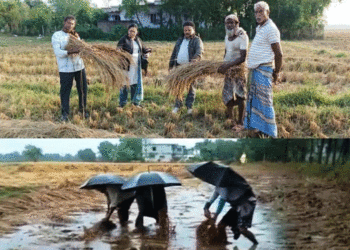 ବିଲରେ ପଡ଼ିଛି ପାଚିଲା ଧାନ, ଲଘୁଚାପ ବର୍ଷା ପିଛା ଛାଡୁନି