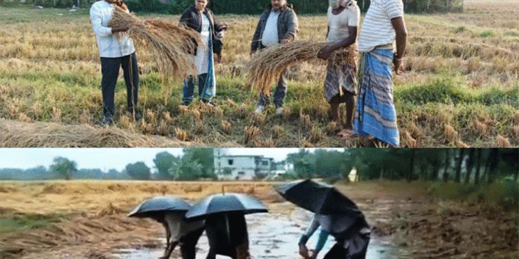 ବିଲରେ ପଡ଼ିଛି ପାଚିଲା ଧାନ, ଲଘୁଚାପ ବର୍ଷା ପିଛା ଛାଡୁନି