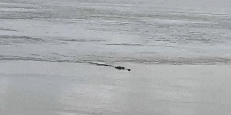 ମହାନଦୀ ଚଉମୁହାଣୀ ଅଞ୍ଚଳରେ କୁମ୍ଭୀର