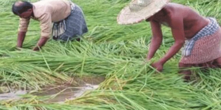 ଦକ୍ଷିଣ ଓଡ଼ିଶାର ବହୁ ସ୍ଥାନରେ ‘ମୋନ୍ଥା’ର କୋପ:କେଉଁଠି ଧସିଲା ପାହାଡ଼, କେଉଁଠି ଭାଙ୍ଗିଲା ଘରଦ୍ବାର